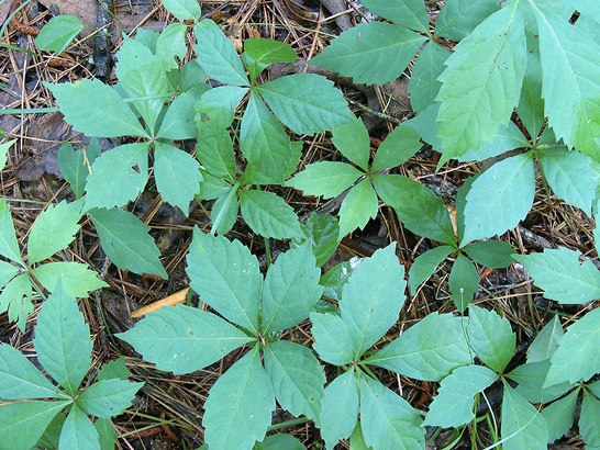 Poison Ivy vs. Virginia Creeper  Mississippi State University Extension  Service