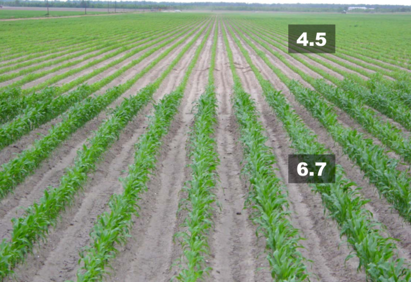 Rows of small corn plants. The plants in the foreground are labeled as having pH of 6.7 and are larger and greener than the plants in the background, which are labeled as having pH of 4.5.