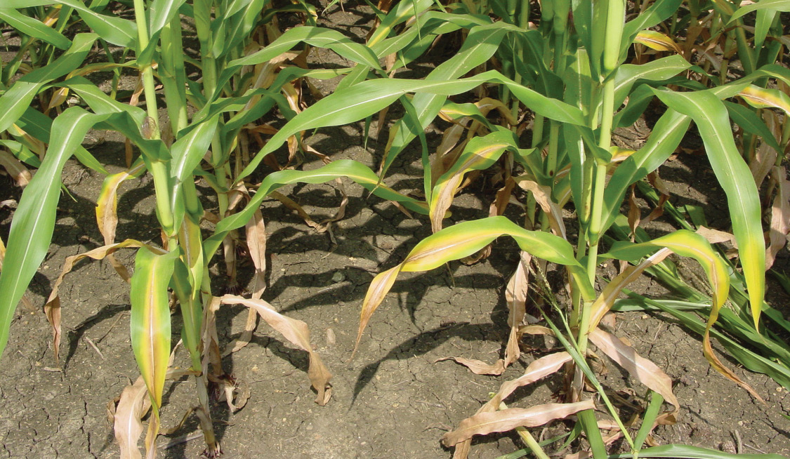 Close-up of rows of corn plants with yellow and brown lower leaves.