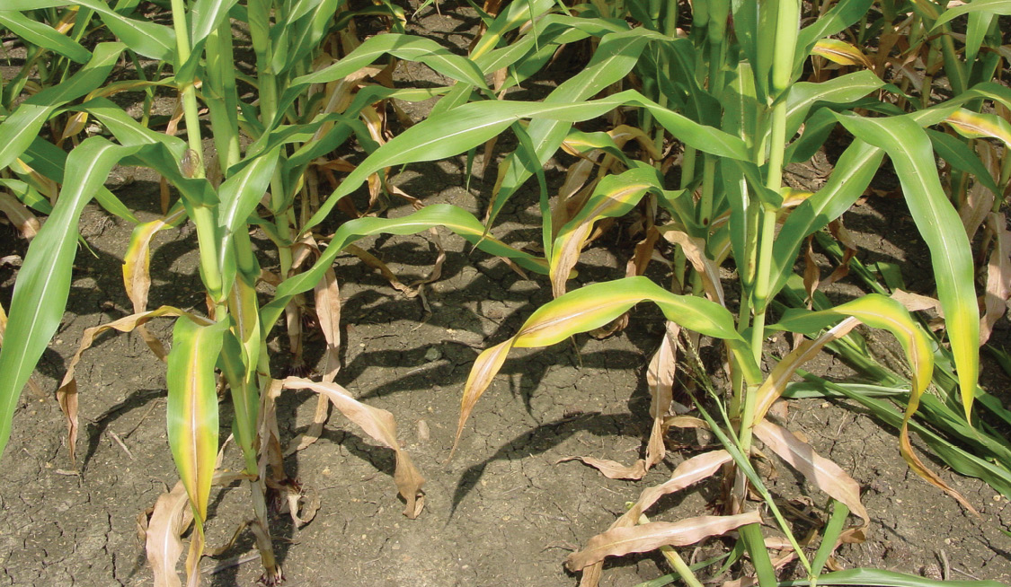 Corn harvest ahead of schedule, yields high