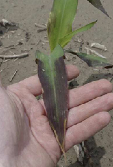 A person holds a single corn plant leaf that is dark purple along the edges.