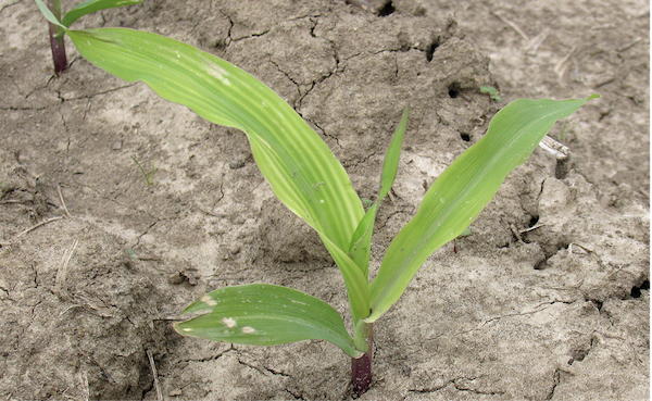 A single, young corn plant with a yellow-and-green striped leaf.