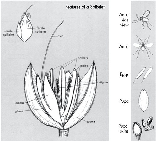 This is a drawing of a spikelet and the life cycle of a sorghum midge.