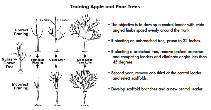 This figure shows correct and incorrect pruning of apple and pear trees. 