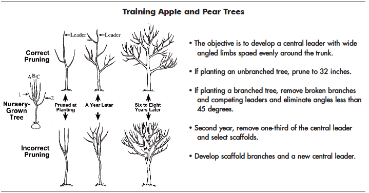 Apple Tree Maturity Chart