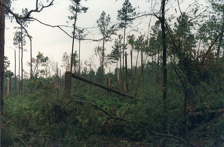 A forest with many broken tree trunks.