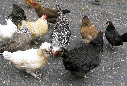 A group of nine chickens, all different colors. 