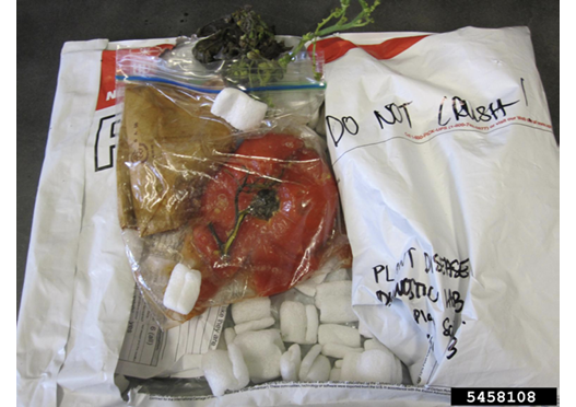 Torn white plastic mail packaging showing white packing peanuts and an unsealed plastic bag filled with a crushed red bell pepper and greens.
