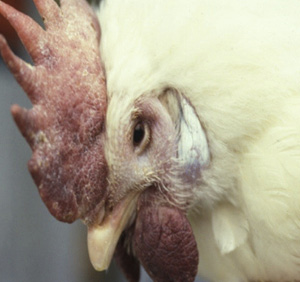 Chicken with swollen face and discolored comb.