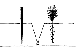 Dibble placed to the left of a V-shaped trench. A seedling is planted to the right of the trench.