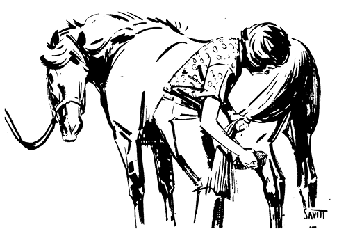 Illustration of a girl and a horse. The girl is grooming the horse, starting at the back. She is holding the horse's tail and brushing its leg. The horse is tied up and has its head turned toward the girl. 