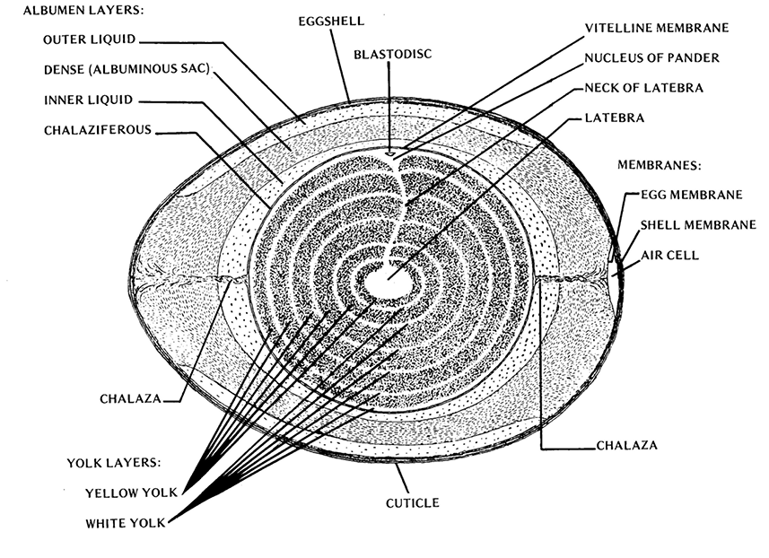 Albumen layers: outer liquid, dense (albuminous sac), inner liquid, chalaziferous, chalaza (one on each side), cuticle, eggshell, blastodisc, vitelline membrane, nucleus of pander, neck of latebra, latebra. Membranes: egg membrane, shell membrane, air cell. Yolk layers: yellow and white yolk alternate repeatedly.