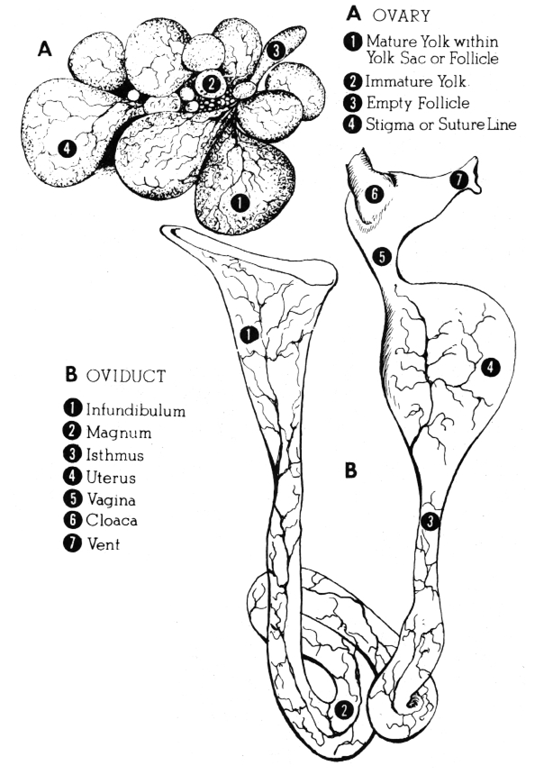 Parts of the ovary: mature yolk within yolk sac or follicle; immature yolk; empty follicle; stigma or suture line. Parts of the oviduct: infundibulum; magnum; isthmus; uterus; vagina; cloaca; vent. 