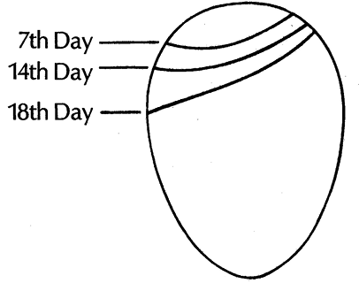 Diagram shows the size of the air cell in the egg at days 7, 14, and 18 of incubation. As incubation progresses, the air cell becomes larger because moisture is lost from the egg.