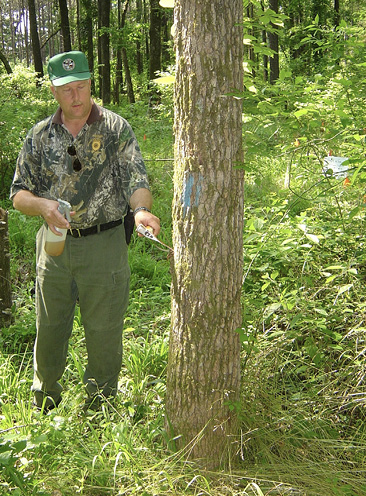 A person stands next to a tree marked with blue paint. They are using an axe to make a small cut and holding a spray bottle with herbicide.