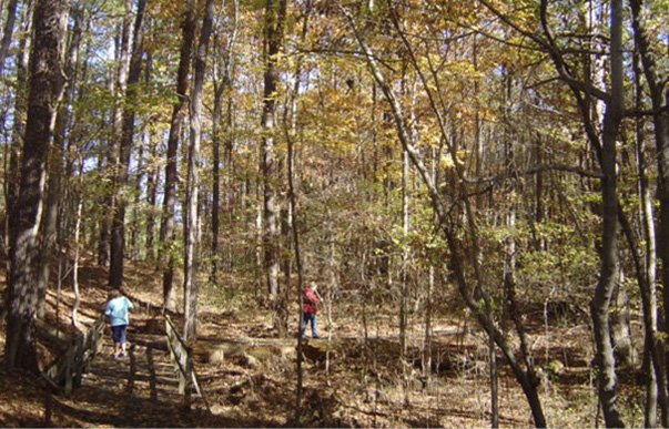 People walk in a forested area.