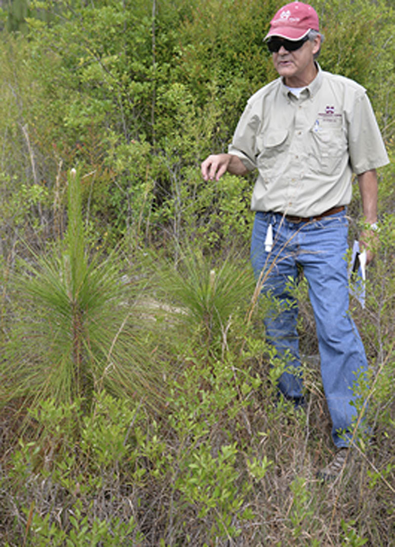 A person stands beside two very small pine saplings surrounded by other vegetation.