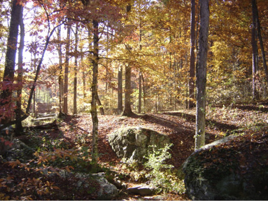 A forest area with many large trees with yellow and orange leaves. Some vegetation grows closer to the ground.