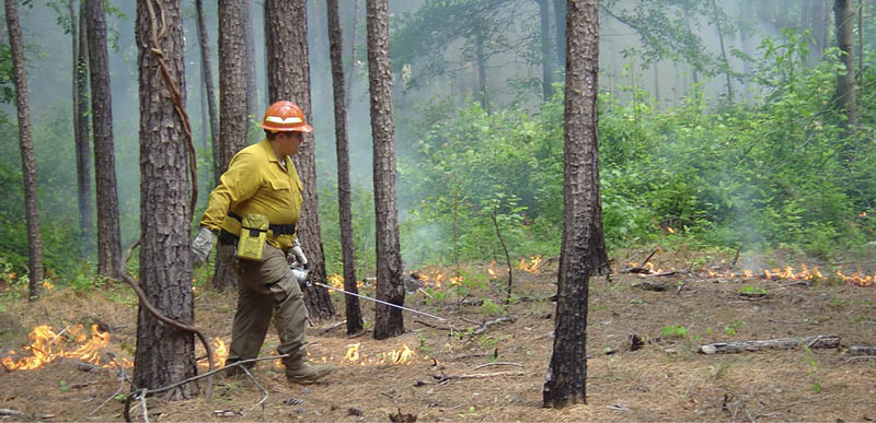 A person in safety gear walks through a forest that has several strips of fire burning.
