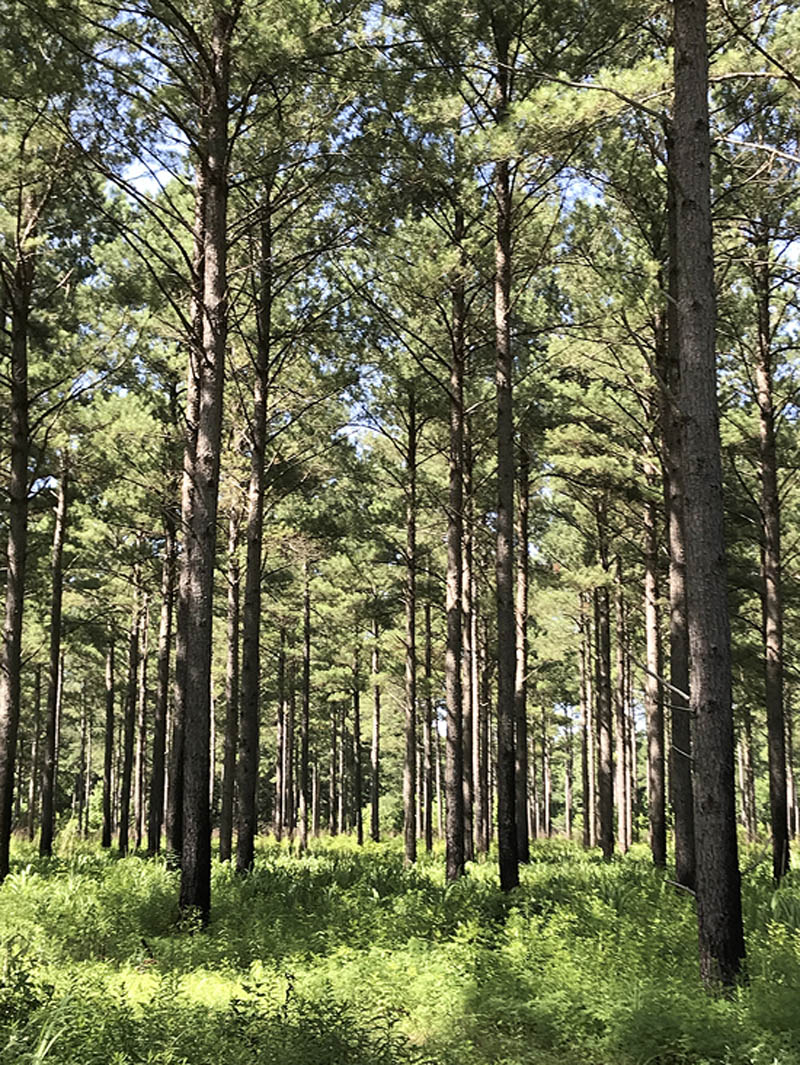 A well-manage pine stand in a forested area with lush, green foliage growing below.