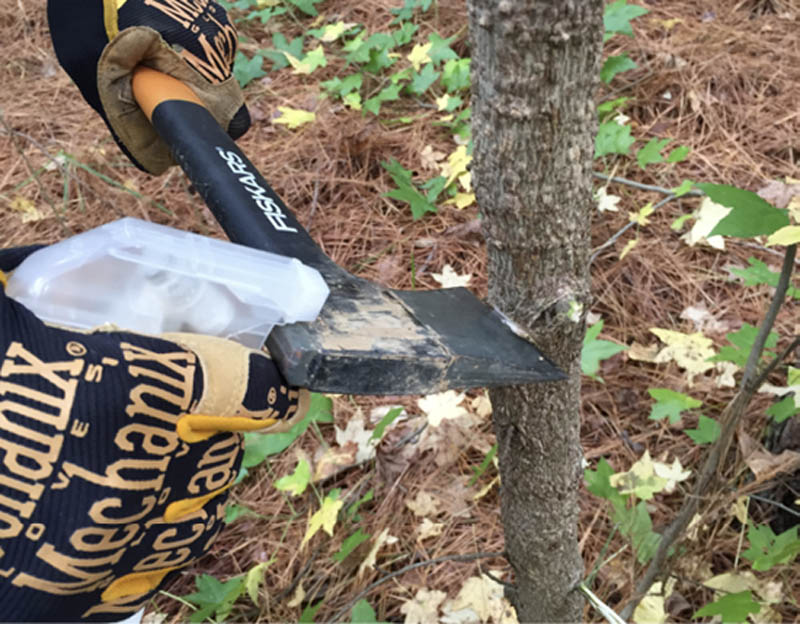A person uses herbicide and a hand axe while thinning out a pine forest.