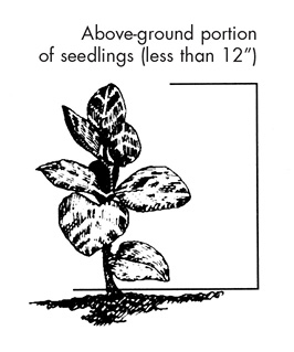 Above-ground portion of seedlings (less than 12 inches)