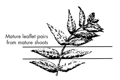 Mature leaflet pairs from mature shoots