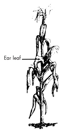 Ear leaf