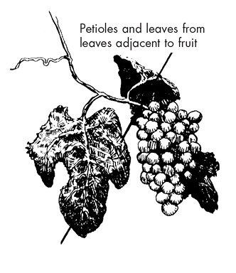 Petioles and leaves from leaves adjacent to fruit