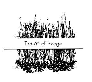 Top 6 inches of forage