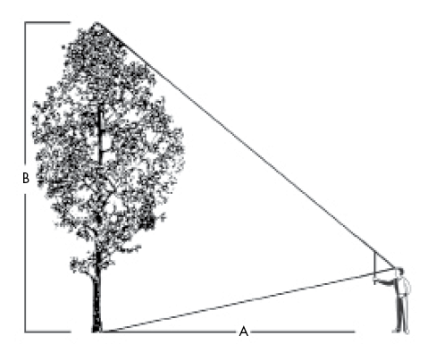 Measure the height, the circumference of the trunk, and the width of the crown. 