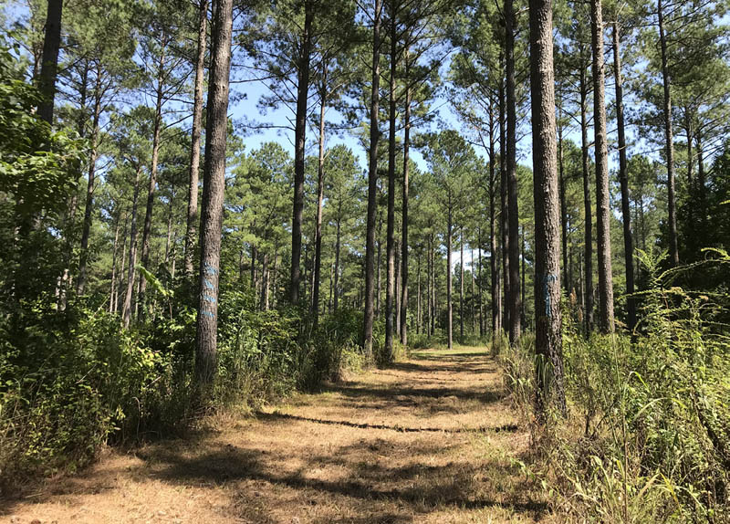 The Southern Pine Bottle Tree