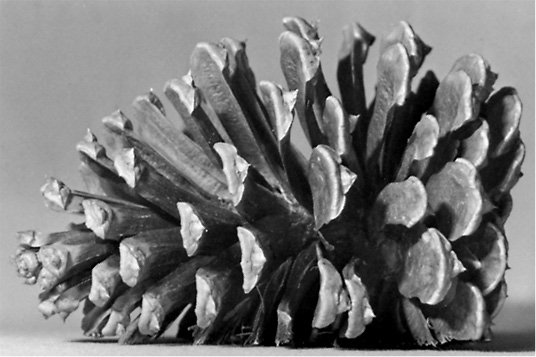 A pine cone with a small portion cut off so that it lays flat on its side.