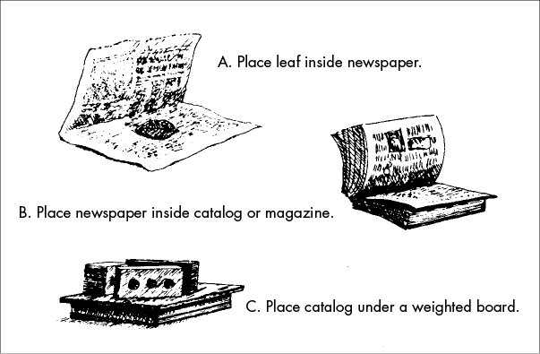 Illustration of the steps to prepare a leaf sample for mounting: A. Place leaf inside newspaper; B. Place newspaper inside catalog or magazine; C. Place catalog under a weighted board.