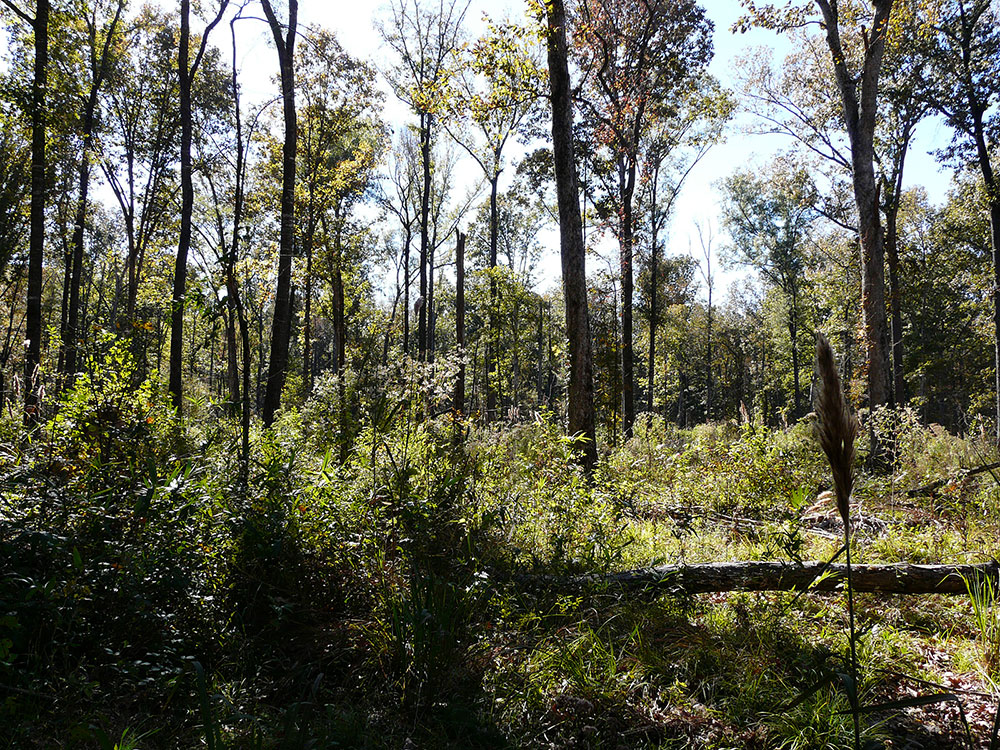 A forest with spaced-out, medium-sized trees and a lot of shorter vegetation growing.