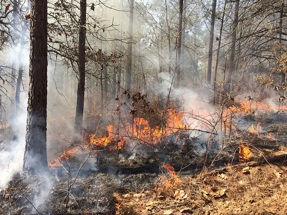 A forest with fire on the ground and smoke in the air.