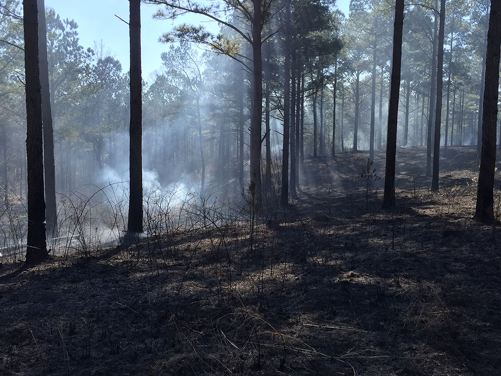 A forest with burned vegetation on the ground and smoke in the distance.