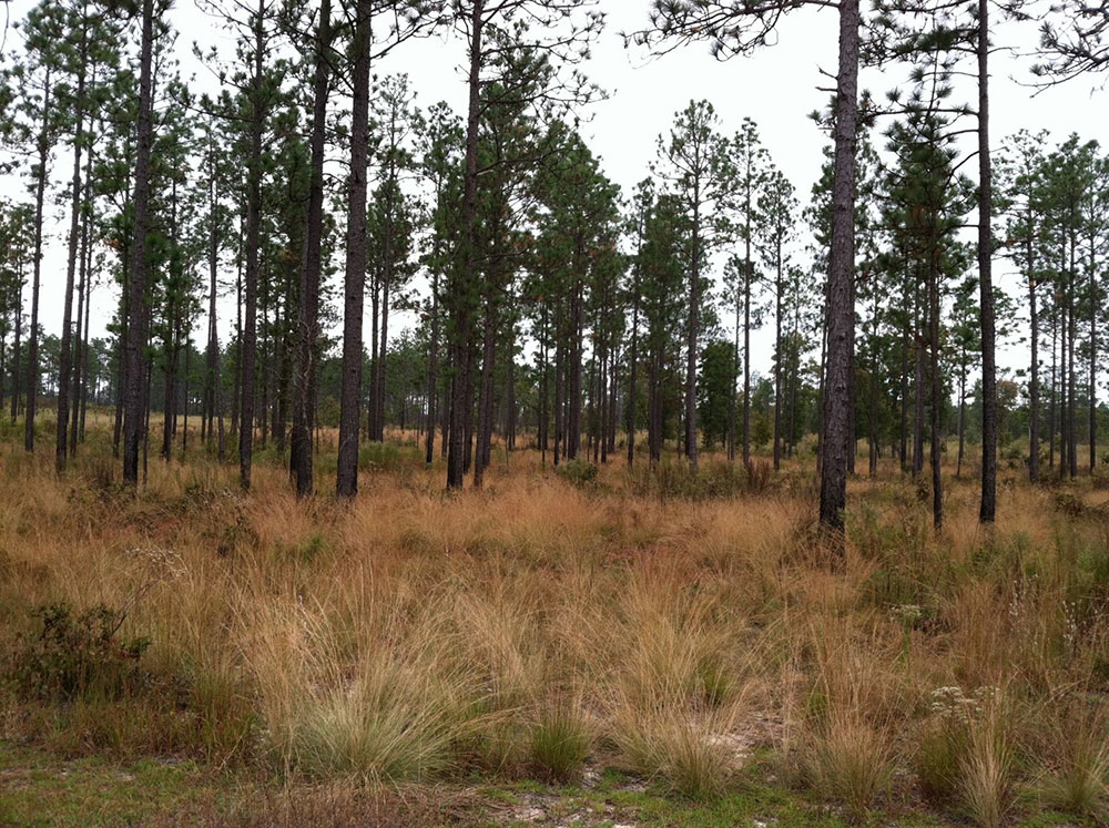 A forest with evenly spaced, medium-sized trees and some grassy vegetation on the ground.