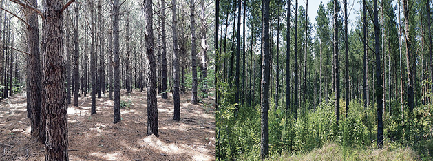 This is a composite of two photos. On the left is a stand of pine trees growing on ground covered by pine straw but no undergrowth. On the right is the same pine stand after thinning. It has fewer and smaller trees, but there are lots of plants growing around them.