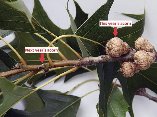 An oak branch with acorns at two stages of maturity. On the left end are tiny acorns, and on the right are larger acorns that are almost mature.