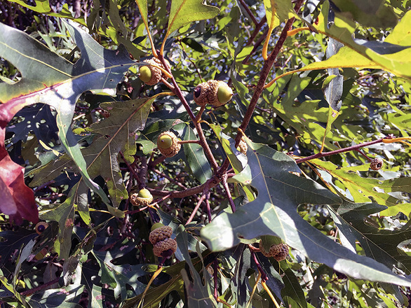 Mature acorns grow on an oak branch.