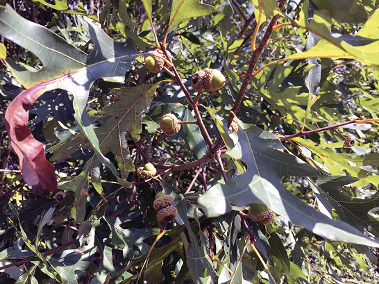 Mature acorns growing on an oak branch.