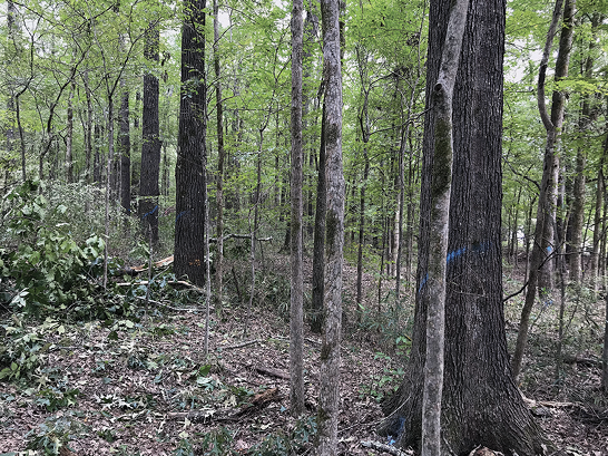 A stand of hardwood trees with some trees marked by spray paint to indicate which should be cut.