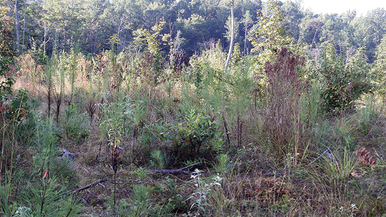 A cleared area in a forest with no trees but a wide variety of other vegetation growing.