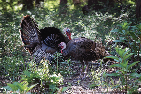 Two turkeys stand in the forest.