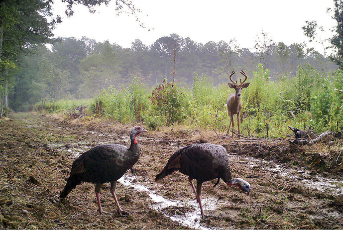 Two turkeys and a deer stand in a open area next to a forest.