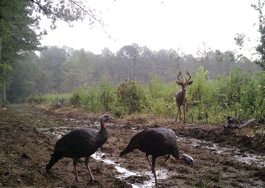 Two turkeys and a deer stand in an open area next to a forest.