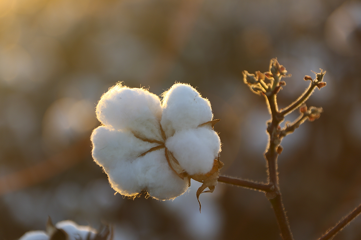 An image of a cotton boll in the sunshine.