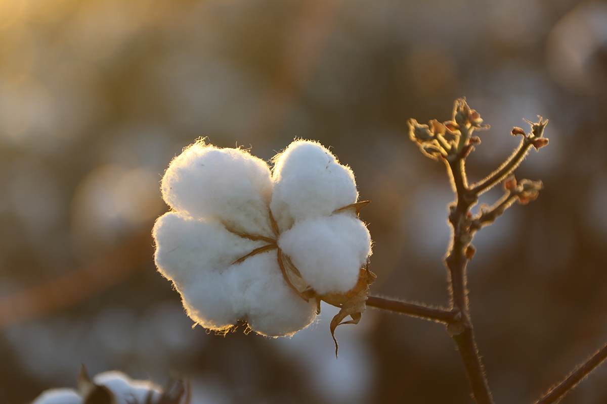 Inorganic Nutrient Management for Cotton Production In Mississippi