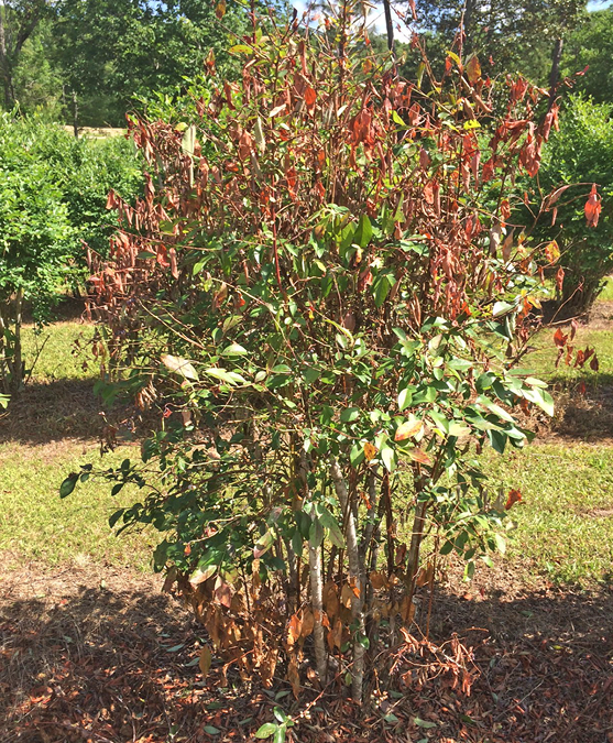 Blueberry bush with brown, dying leaves due to herbicide use.
